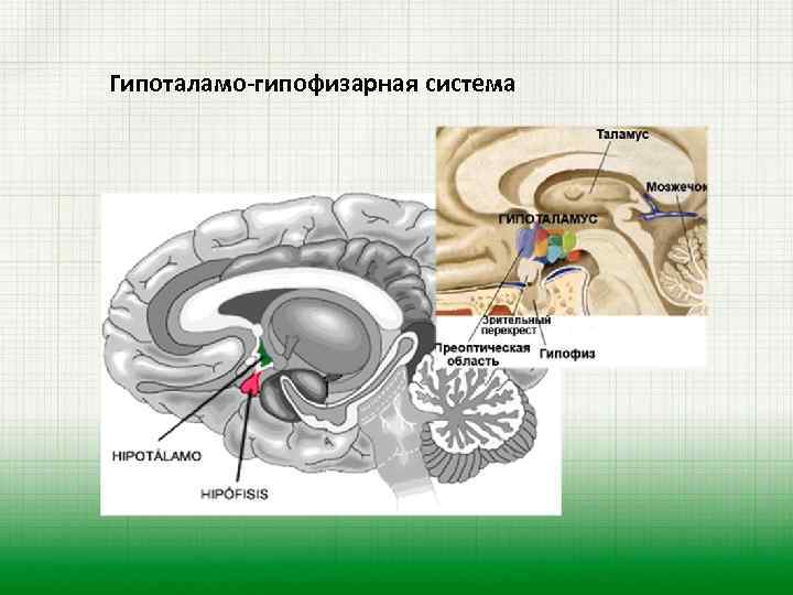 На рисунке схематично изображено гуморальное влияние гипофиза на функционирование щитовидной