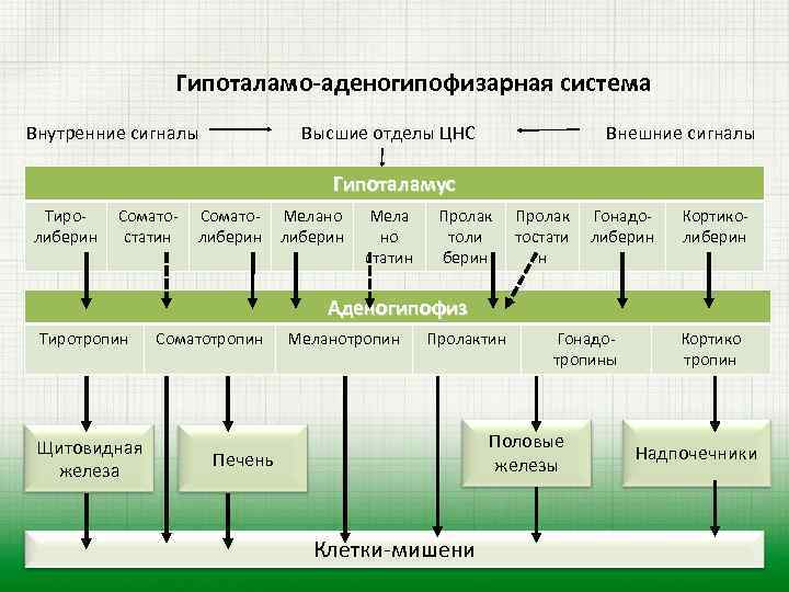 Гипоталамо-аденогипофизарная система Внутренние сигналы Высшие отделы ЦНС Внешние сигналы Гипоталамус Тиролиберин Соматостатин Соматолиберин Мелано