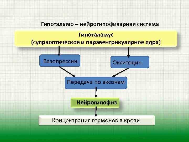 Гипоталамо – нейрогипофизарная система Гипоталамус (супраоптическое и паравентрикулярное ядра) Вазопрессин Окситоцин Передача по аксонам