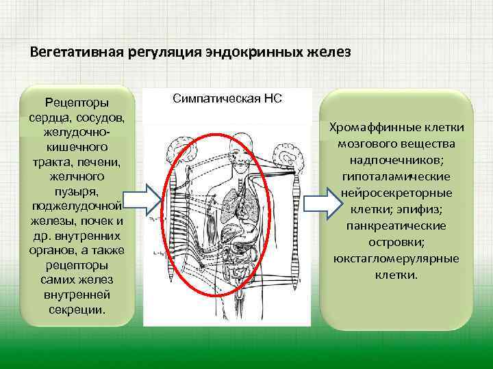 Рассмотрите рисунок определите способ регуляции функций организма