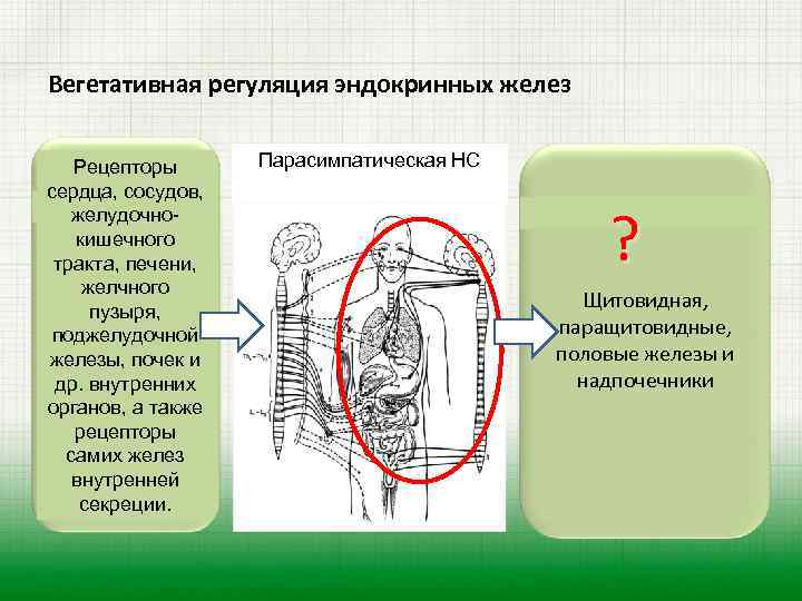 Вегетативная регуляция эндокринных желез Рецепторы сердца, сосудов, желудочнокишечного тракта, печени, желчного пузыря, поджелудочной железы,
