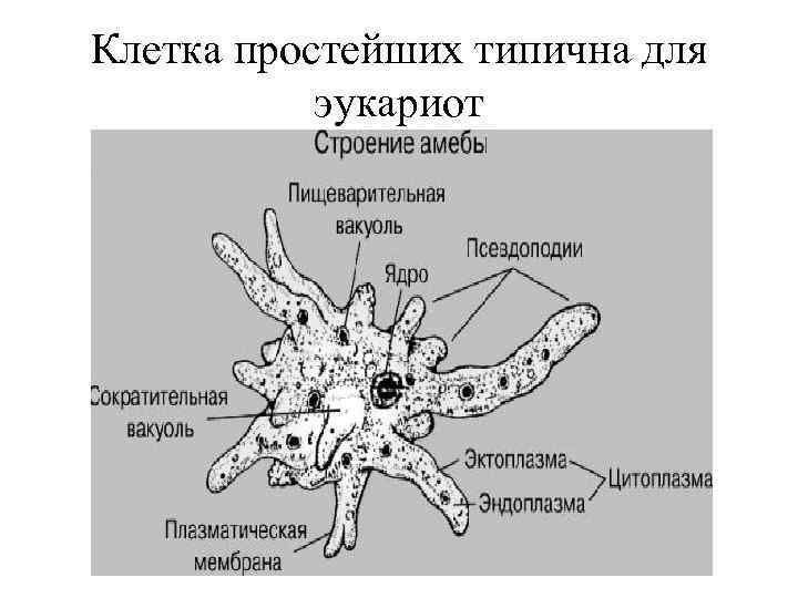 Клетка простейших