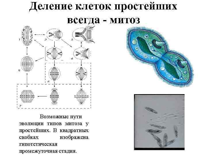 Промежуточные стадии