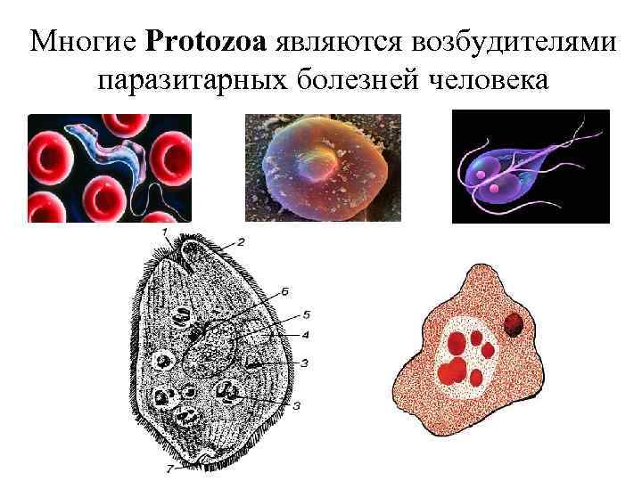 Многие Protozoa являются возбудителями паразитарных болезней человека 