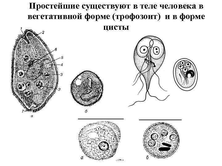 Рассмотрите рисунок с изображением паразитического простейшего