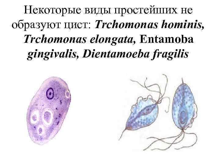 Некоторые виды простейших не образуют цист: Trchomonas hominis, Trchomonas elongata, Entamoba gingivalis, Dientamoeba fragilis