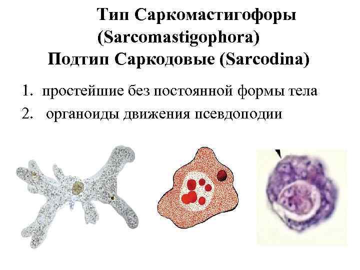 Тип Саркомастигофоры (Sarcomastigophora) Подтип Саркодовые (Sarcodina) 1. простейшие без постоянной формы тела 2. органоиды