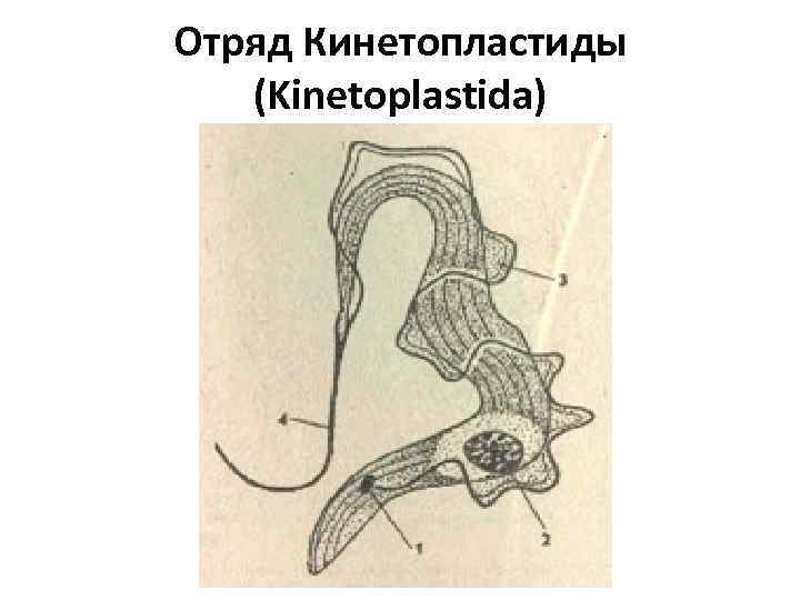 Отряд Кинетопластиды (Kinetoplastida) 