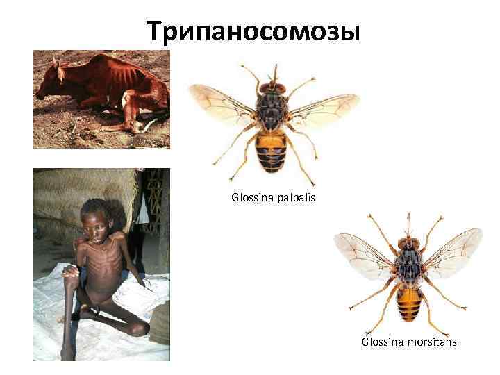 Трипаносомозы Glossina palpalis Glossina morsitans 