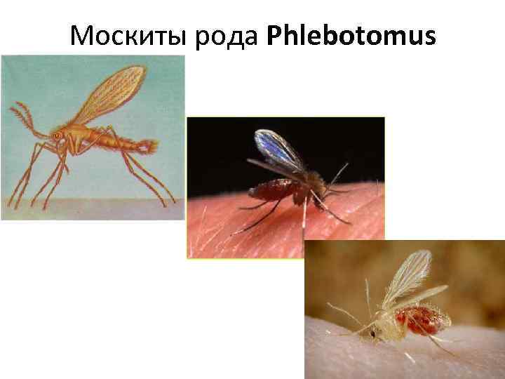 Москиты рода Phlebotomus 