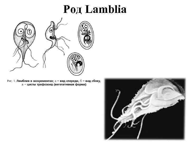 Род Lamblia 