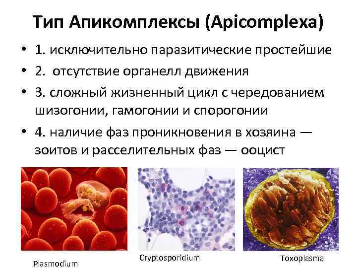 Тип Апикомплексы (Apicomplexa) • 1. исключительно паразитические простейшие • 2. отсутствие органелл движения •