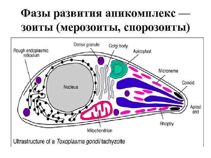 Фазы развития апикомплекс — зоиты (мерозоиты, спорозоиты) 