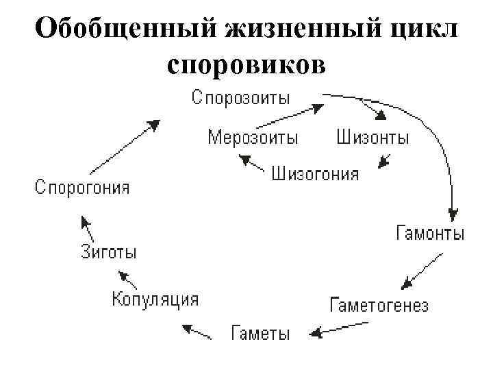 Простейшие этапы развития. Общая схема жизненный цикл споровиков. Цикл развития простейших схемы. Цикл развития споровиков. Жизненный цикл жизни споровиков.