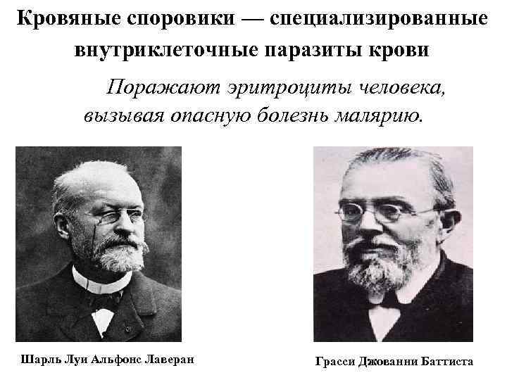 Кровяные споровики — специализированные внутриклеточные паразиты крови Поражают эритроциты человека, вызывая опасную болезнь малярию.