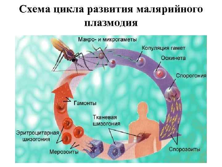 Схема цикла развития малярийного плазмодия 