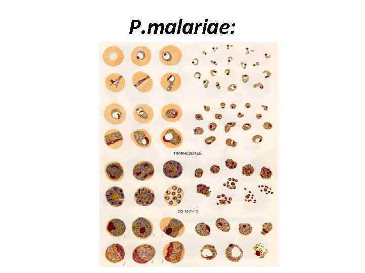 P. malariae: 