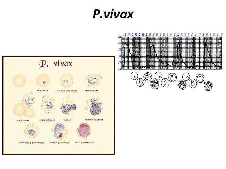 P. vivax 