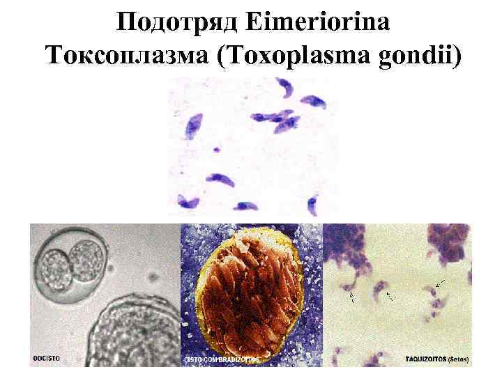 Подотряд Eimeriorina Токсоплазма (Toxoplasma gondii) 