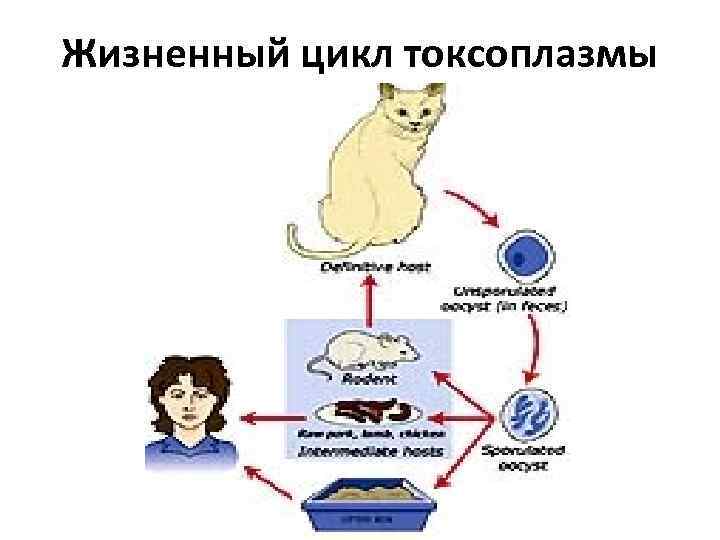 Токсоплазма жизненный цикл схема