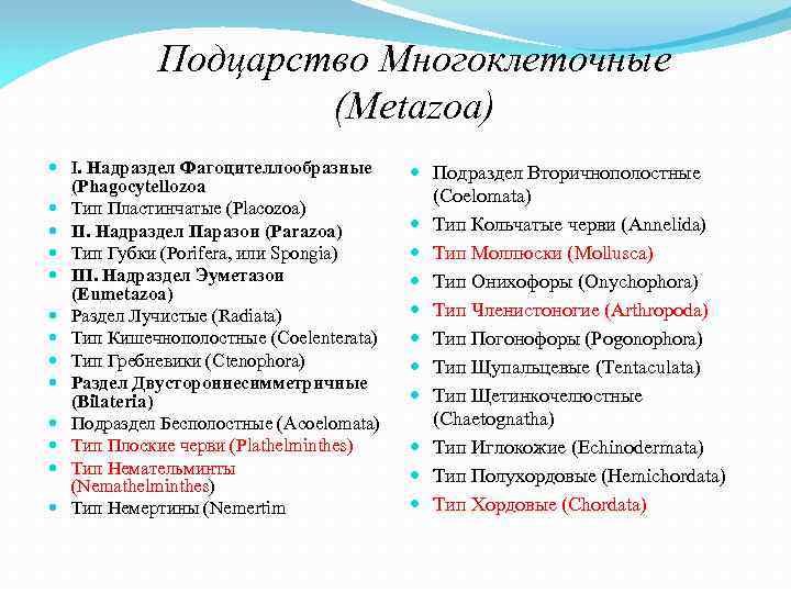 Подцарство Многоклеточные (Metazoa) I. Надраздел Фагоцителлообразные (Phagocytellozoa Тип Пластинчатые (Placozoa) II. Надраздел Паразои (Parazoa)