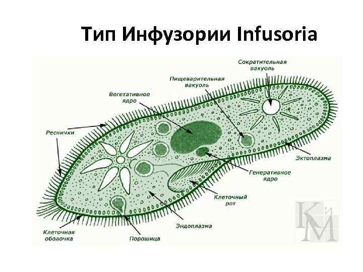 Тип Инфузории Infusoria 