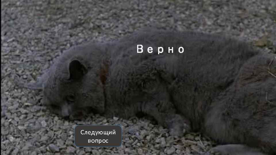 Верно Следующий вопрос 