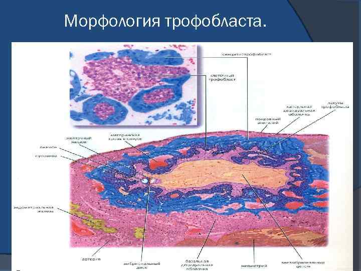 Морфология трофобласта. 