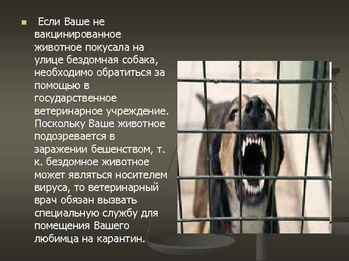  Если Ваше не вакцинированное животное покусала на улице бездомная собака, необходимо обратиться за