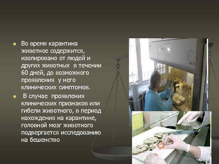  Во время карантина животное содержится, изолировано от людей и других животных в течении