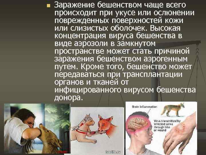  Заражение бешенством чаще всего происходит при укусе или ослюнении поврежденных поверхностей кожи или