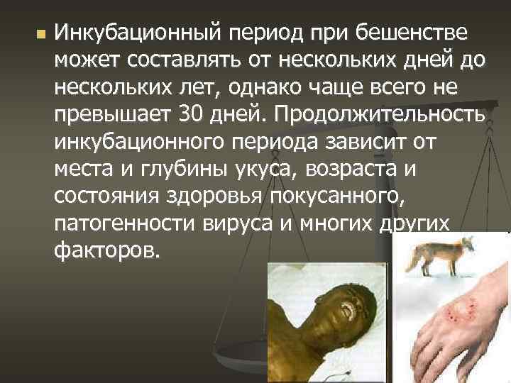  Инкубационный период при бешенстве может составлять от нескольких дней до нескольких лет, однако