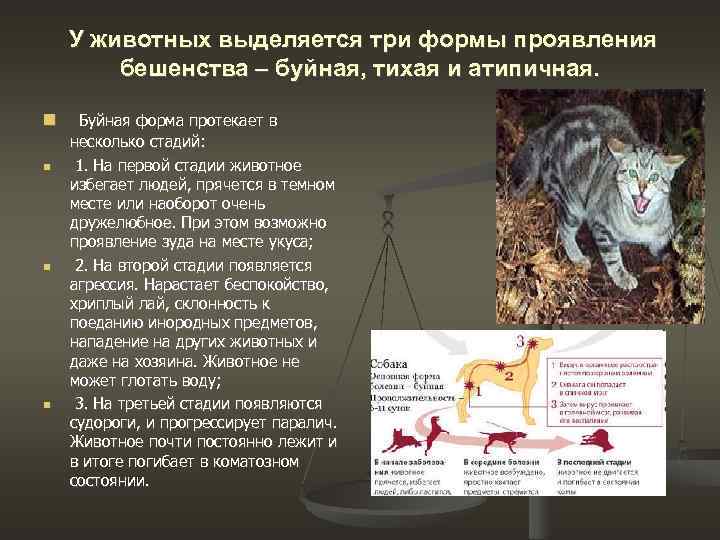 У животных выделяется три формы проявления бешенства – буйная, тихая и атипичная. Буйная форма