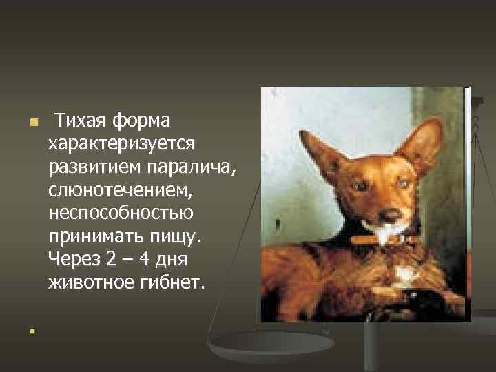  Тихая форма характеризуется развитием паралича, слюнотечением, неспособностью принимать пищу. Через 2 – 4