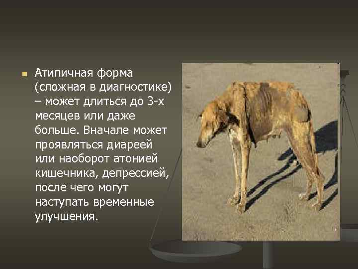  Атипичная форма (сложная в диагностике) – может длиться до 3 -х месяцев или