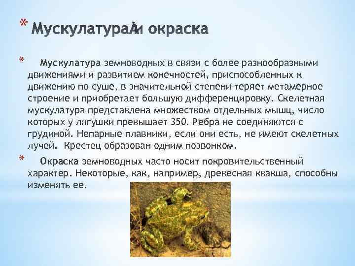 * * Мускулатура земноводных в связи с более разнообразными движениями и развитием конечностей, приспособленных