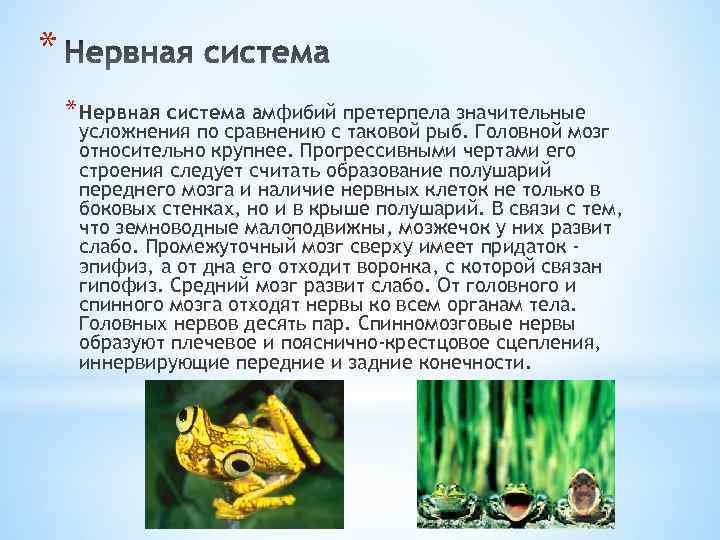 * * Нервная система амфибий претерпела значительные усложнения по сравнению с таковой рыб. Головной