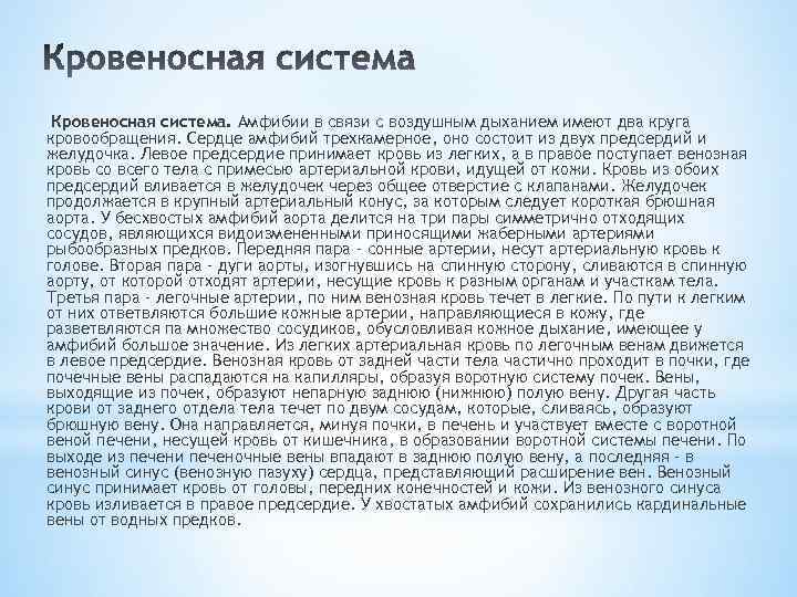 Кровеносная система. Амфибии в связи с воздушным дыханием имеют два круга кровообращения. Сердце амфибий