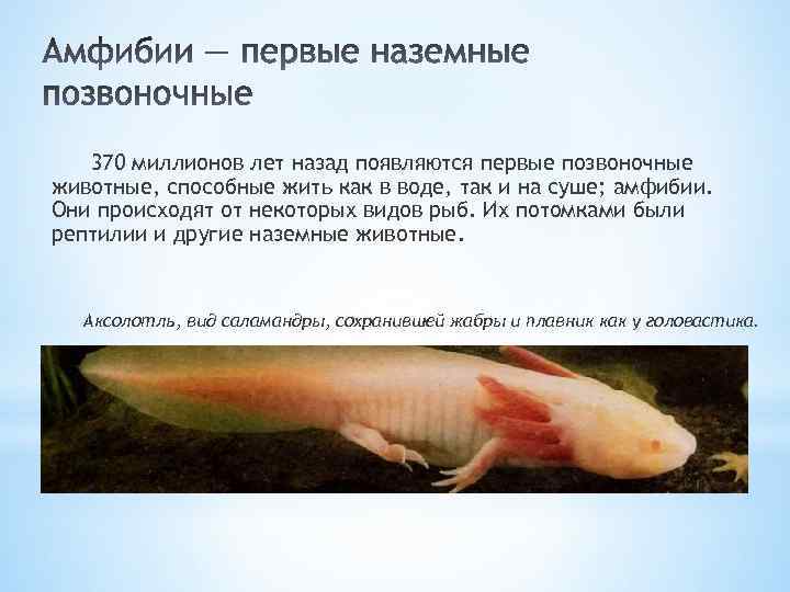 370 миллионов лет назад появляются первые позвоночные животные, способные жить как в воде, так