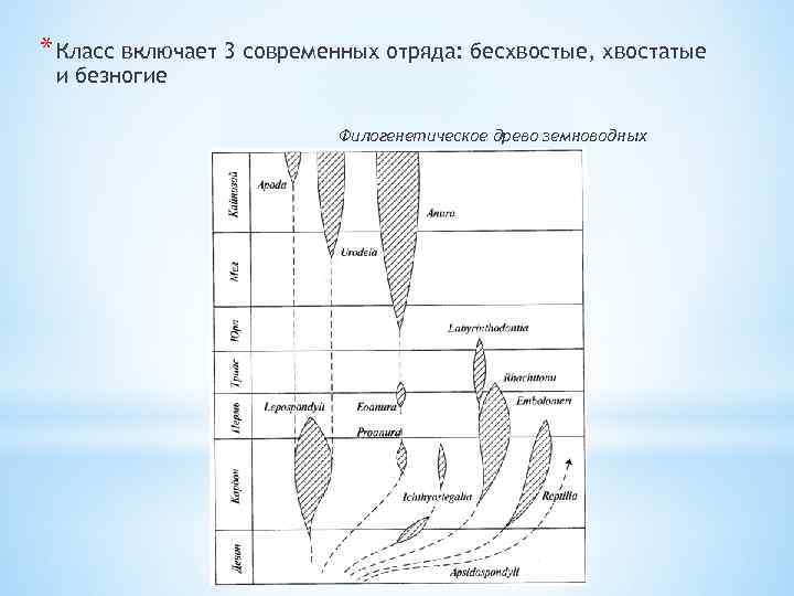 * Класс включает 3 современных отряда: бесхвостые, хвостатые и безногие Филогенетическое древо земноводных 