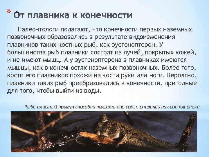 * Палеонтологи полагают, что конечности первых наземных позвоночных образовались в результате видоизменения плавников таких