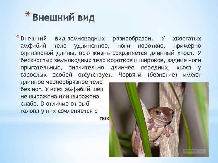 * * Внешний вид земноводных разнообразен. У хвостатых амфибий тело удлиненное, ноги короткие, примерно