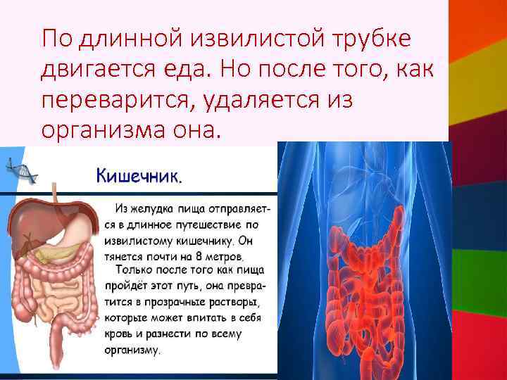 По длинной извилистой трубке двигается еда. Но после того, как переварится, удаляется из организма