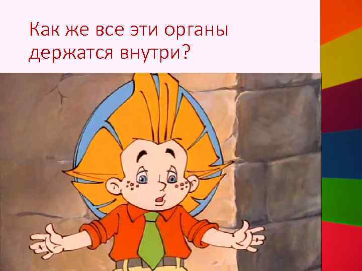 Как же все эти органы держатся внутри? 