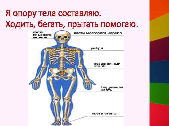Я опору тела составляю. Ходить, бегать, прыгать помогаю. 