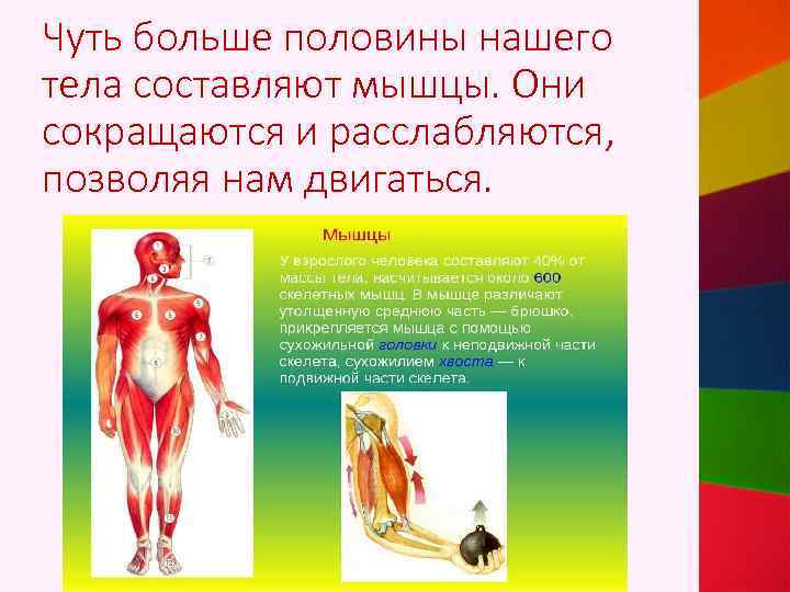 Чуть больше половины нашего тела составляют мышцы. Они сокращаются и расслабляются, позволяя нам двигаться.