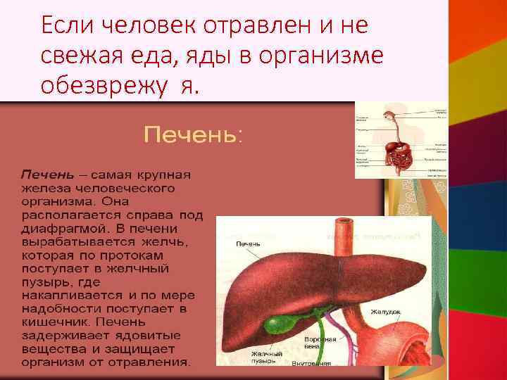 Если человек отравлен и не свежая еда, яды в организме обезврежу я. 