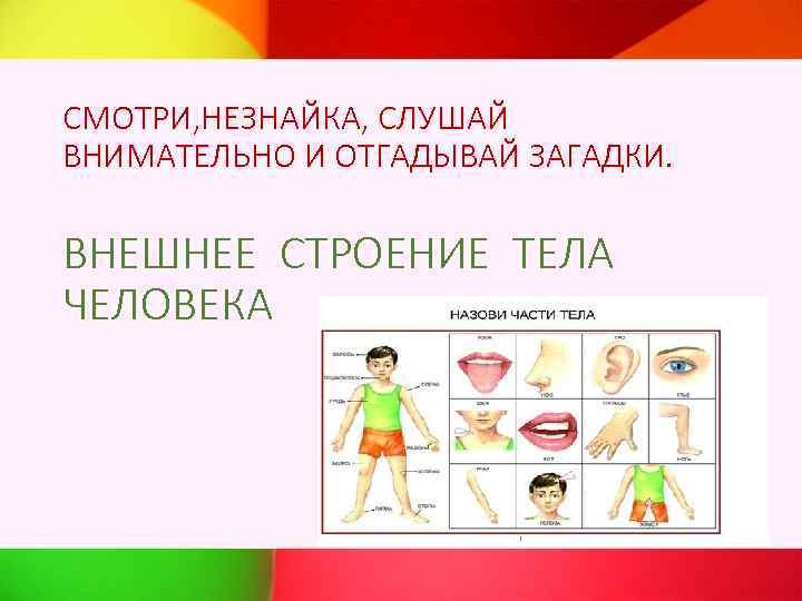 СМОТРИ, НЕЗНАЙКА, СЛУШАЙ ВНИМАТЕЛЬНО И ОТГАДЫВАЙ ЗАГАДКИ. ВНЕШНЕЕ СТРОЕНИЕ ТЕЛА ЧЕЛОВЕКА 