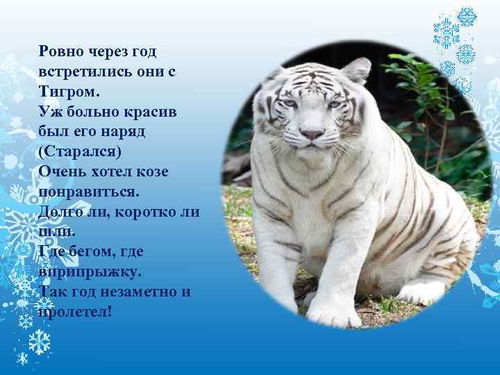 Ровно через год встретились они с Тигром. Уж больно красив был его наряд (Старался)