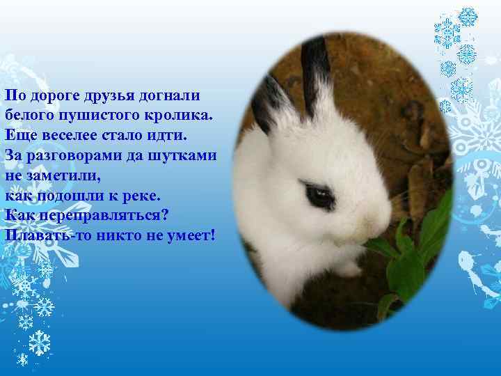 По дороге друзья догнали белого пушистого кролика. Еще веселее стало идти. За разговорами да
